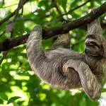 animales silvestres en atlanta