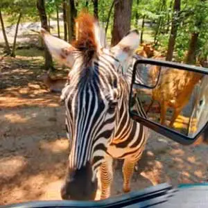 safari