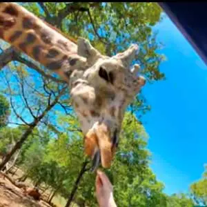 safari